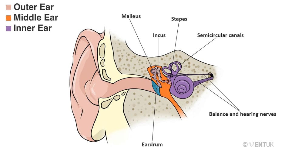 Dr Fawzy - Hearing, deafness and hearing aids Image 1