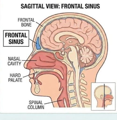 Endoscopic Frontal Sinus Surgery Content Imagery Dr T